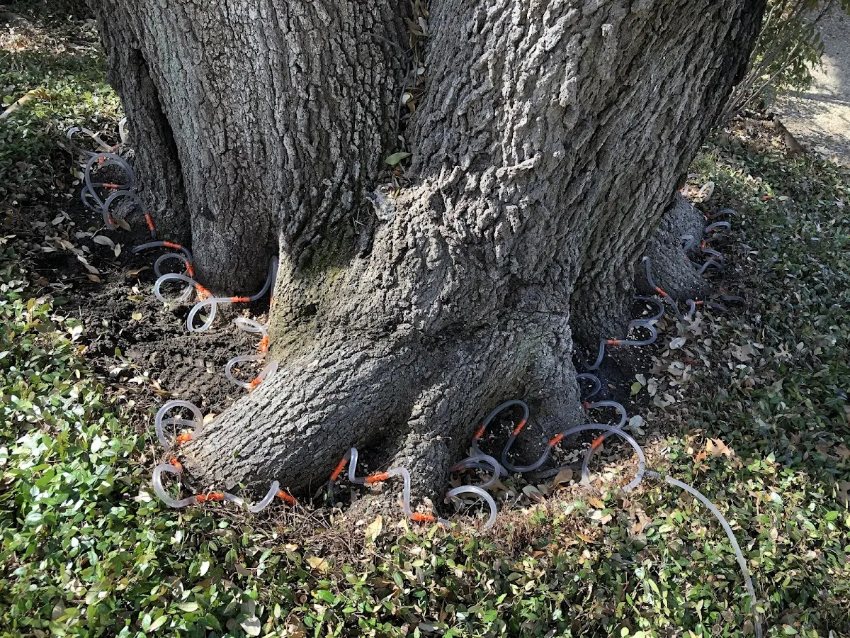 Detailed Tree Cabling and Bracing job site in Claire City