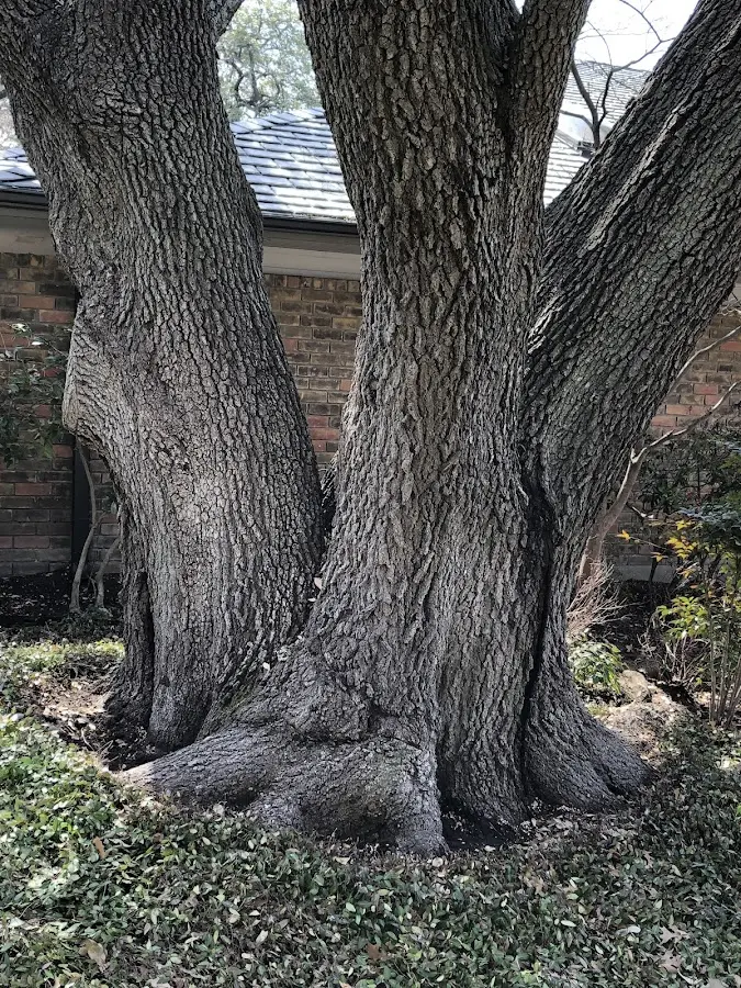Mature heritage tree close to a Claire City property cared for by certified arborists